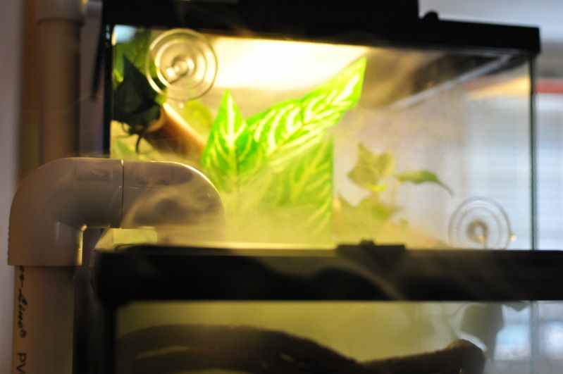 Buying Guide: Reptile Tank Humidifiers for Lizard Enclosures