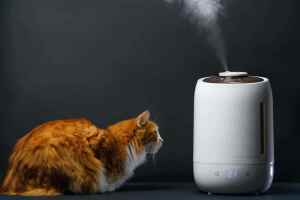 Are Humidifiers Good for Cats? Best Cat-Friendly Humidifiers