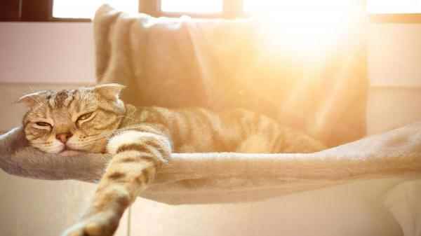 how to keep an indoor cat cool in hot weather 2623 600