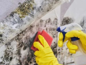 How to kill mold in your home – Air Purifiers for mold!