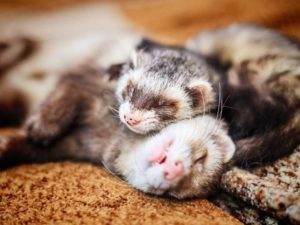 Air Purifier For Ferrets: A Complete Guide to All the Benefits and Uses
